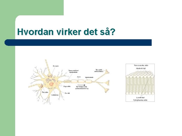 Hvordan virker det så? 