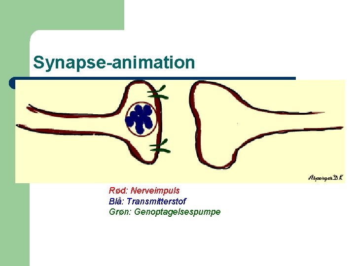 Synapse-animation Rød: Nerveimpuls Blå: Transmitterstof Grøn: Genoptagelsespumpe 