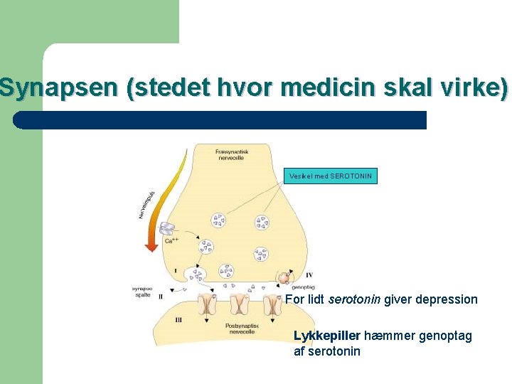 Synapsen (stedet hvor medicin skal virke) Vesikel med SEROTONIN For lidt serotonin giver depression