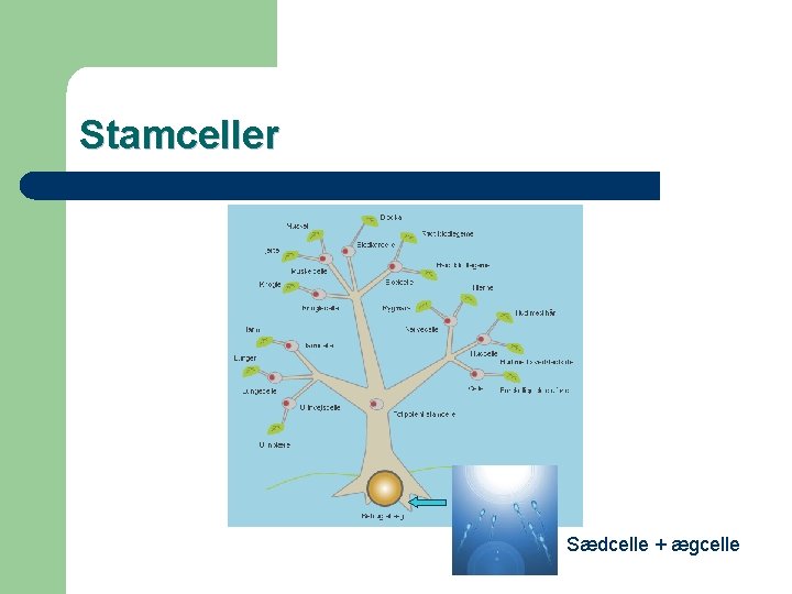 Stamceller Sædcelle + ægcelle 