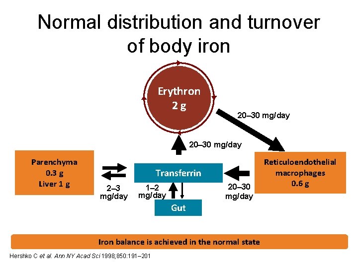 Normal distribution and turnover of body iron Erythron 2 g 20– 30 mg/day Parenchyma Normal distribution and turnover of body iron Erythron 2 g 20– 30 mg/day Parenchyma