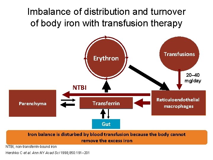Imbalance of distribution and turnover of body iron with transfusion therapy Erythron 20– 40 Imbalance of distribution and turnover of body iron with transfusion therapy Erythron 20– 40