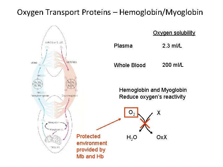 Oxygen Transport Proteins – Hemoglobin/Myoglobin Oxygen solubility Plasma 2. 3 ml/L Whole Blood 200