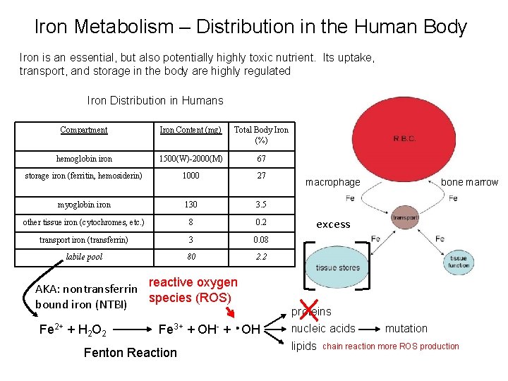 Iron Metabolism – Distribution in the Human Body Iron is an essential, but also