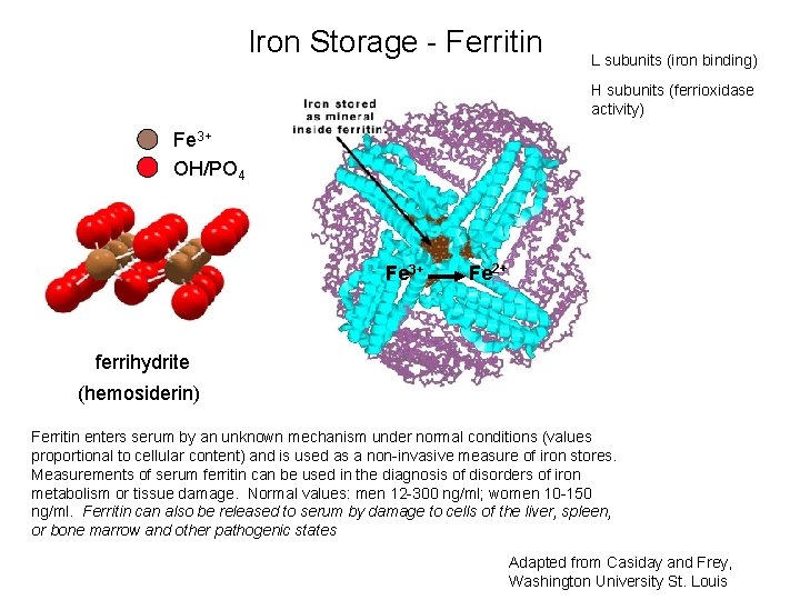 Iron Storage - Ferritin L subunits (iron binding) H subunits (ferrioxidase activity) Fe 3+