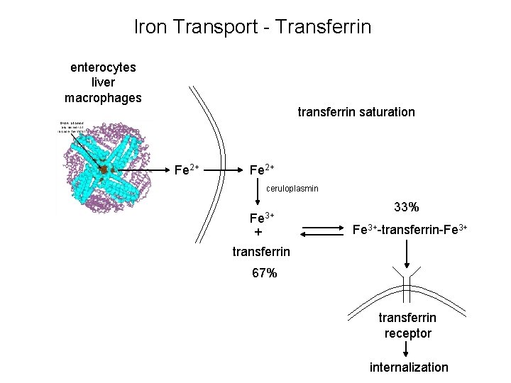 Iron Transport - Transferrin enterocytes liver macrophages transferrin saturation Fe 2+ ceruloplasmin Fe 3+ Iron Transport - Transferrin enterocytes liver macrophages transferrin saturation Fe 2+ ceruloplasmin Fe 3+