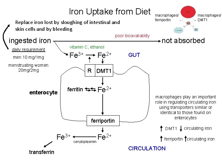 Iron Uptake from Diet Replace iron lost by sloughing of intestinal and skin cells