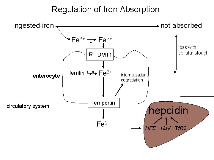 Regulation of Iron Absorption ingested iron not absorbed Fe 3+ Fe 2+ loss with