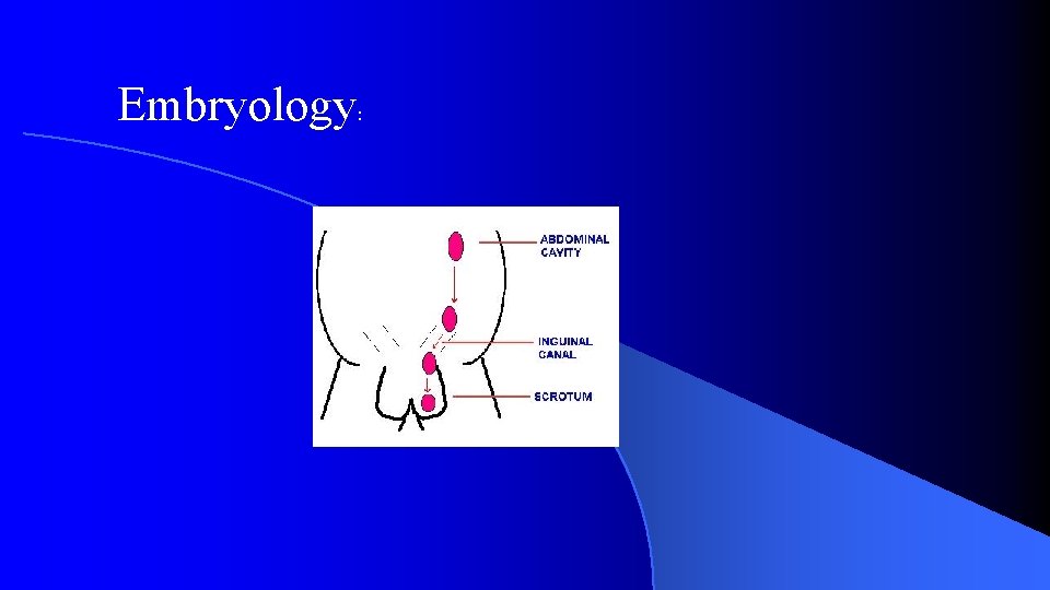 Embryology: 