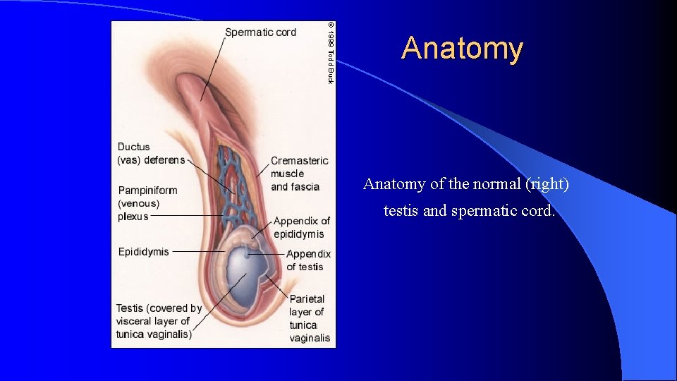 Anatomy of the normal (right) testis and spermatic cord. 