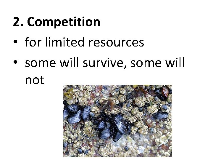 2. Competition • for limited resources • some will survive, some will not 