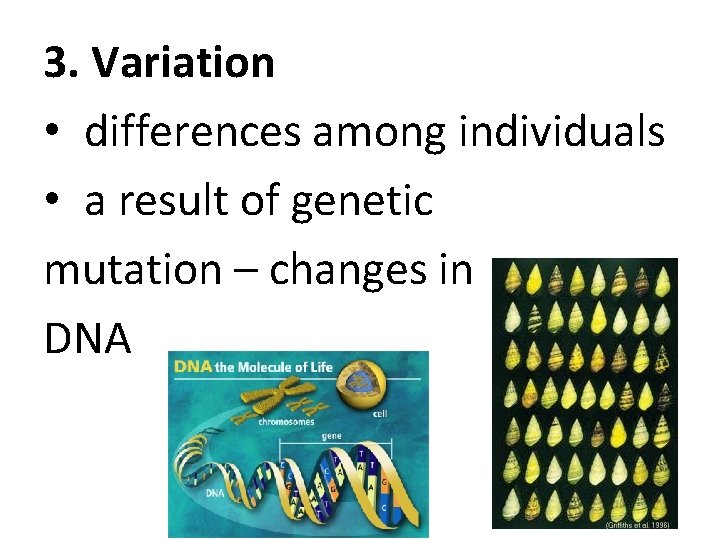 3. Variation • differences among individuals • a result of genetic mutation – changes 3. Variation • differences among individuals • a result of genetic mutation – changes