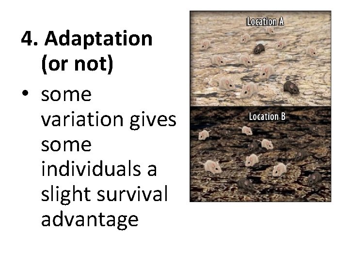 4. Adaptation (or not) • some variation gives some individuals a slight survival advantage
