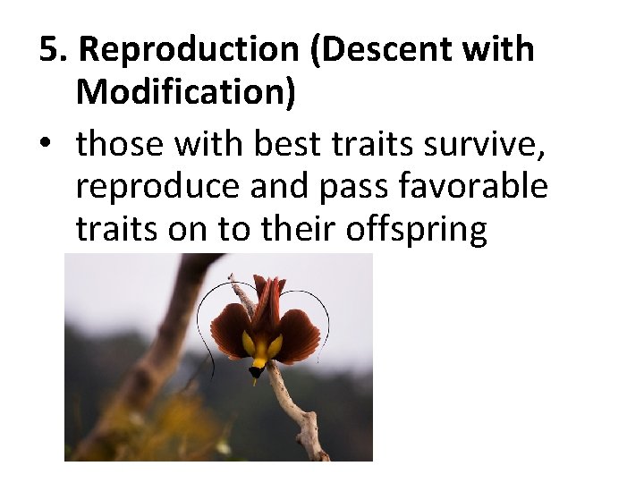 5. Reproduction (Descent with Modification) • those with best traits survive, reproduce and pass 5. Reproduction (Descent with Modification) • those with best traits survive, reproduce and pass