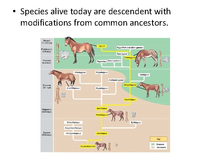  • Species alive today are descendent with modifications from common ancestors. 