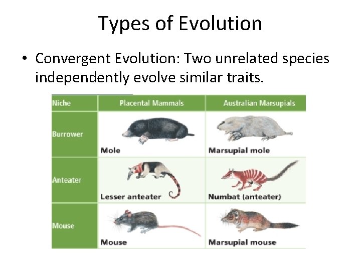 Types of Evolution • Convergent Evolution: Two unrelated species independently evolve similar traits. 