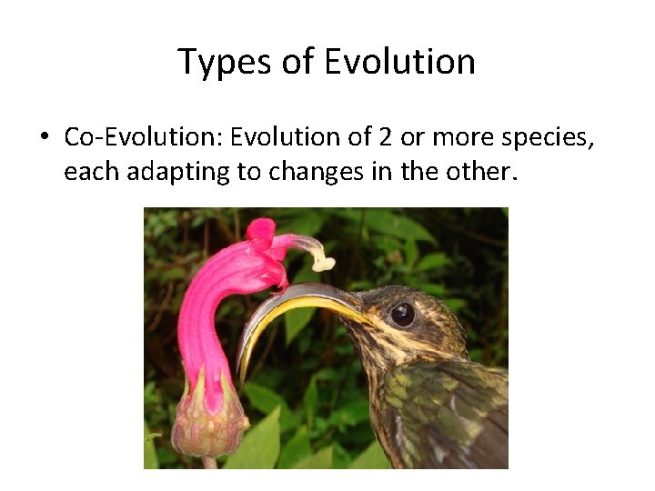 Types of Evolution • Co-Evolution: Evolution of 2 or more species, each adapting to Types of Evolution • Co-Evolution: Evolution of 2 or more species, each adapting to