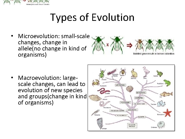 Types of Evolution • Microevolution: small-scale changes, change in allele(no change in kind of