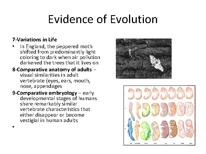 Evidence of Evolution 7 -Variations in Life • In England, the peppered moth shifted