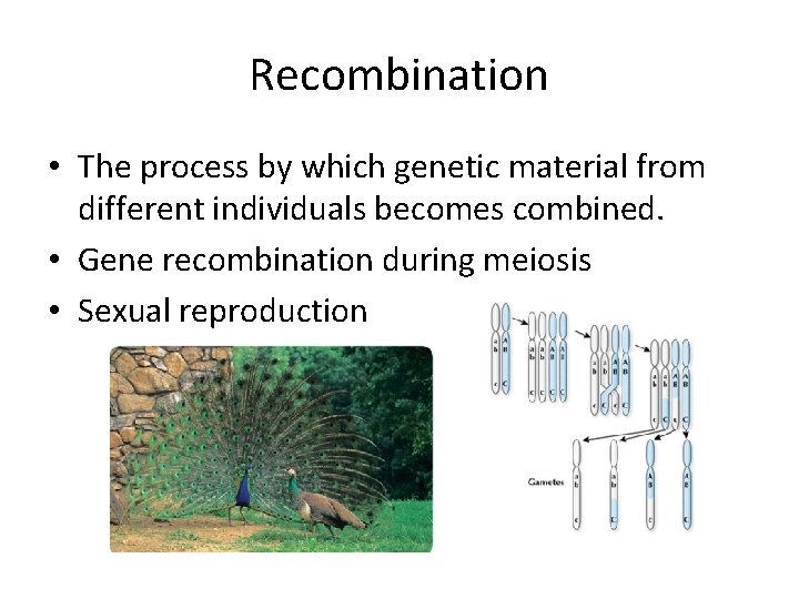 Recombination • The process by which genetic material from different individuals becomes combined. • Recombination • The process by which genetic material from different individuals becomes combined. •