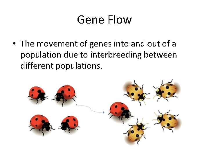 Gene Flow • The movement of genes into and out of a population due