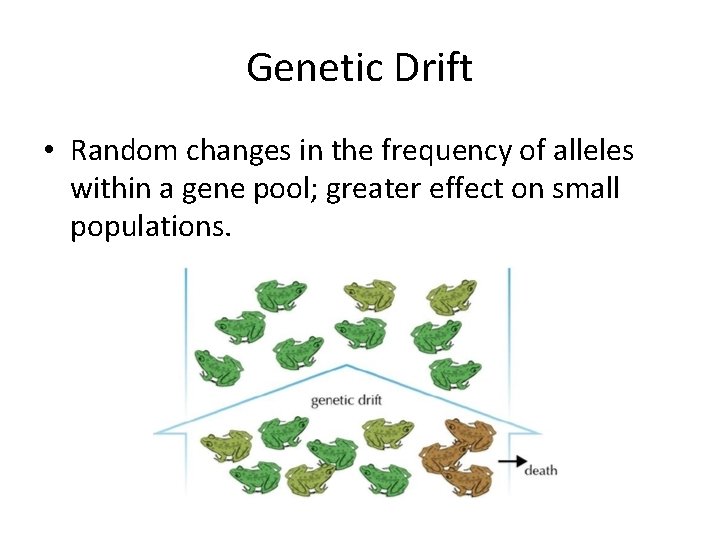 Genetic Drift • Random changes in the frequency of alleles within a gene pool;