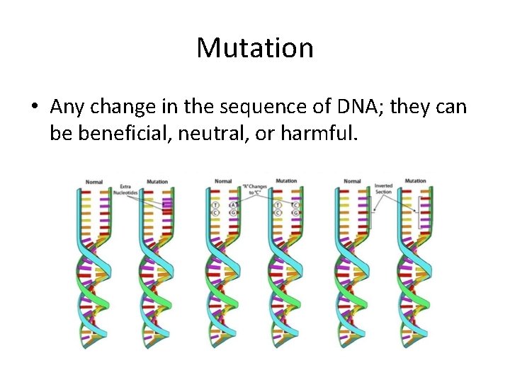 Mutation • Any change in the sequence of DNA; they can be beneficial, neutral,