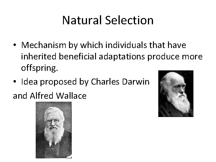 Natural Selection • Mechanism by which individuals that have inherited beneficial adaptations produce more