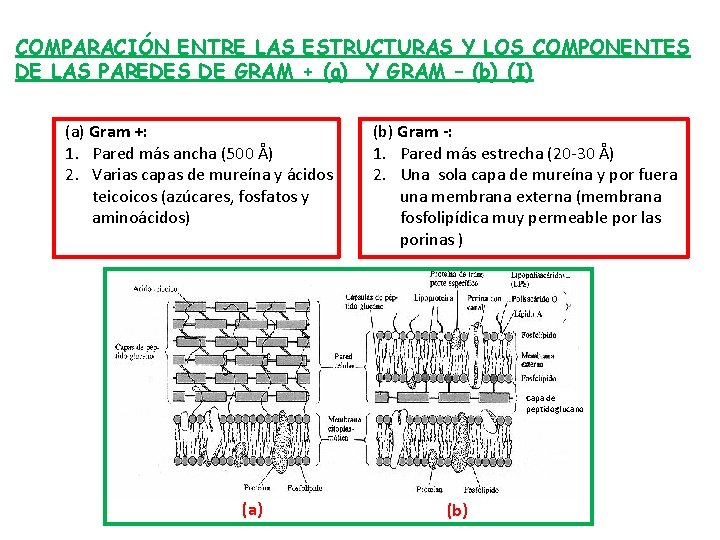 COMPARACIÓN ENTRE LAS ESTRUCTURAS Y LOS COMPONENTES DE LAS PAREDES DE GRAM + (a) COMPARACIÓN ENTRE LAS ESTRUCTURAS Y LOS COMPONENTES DE LAS PAREDES DE GRAM + (a)