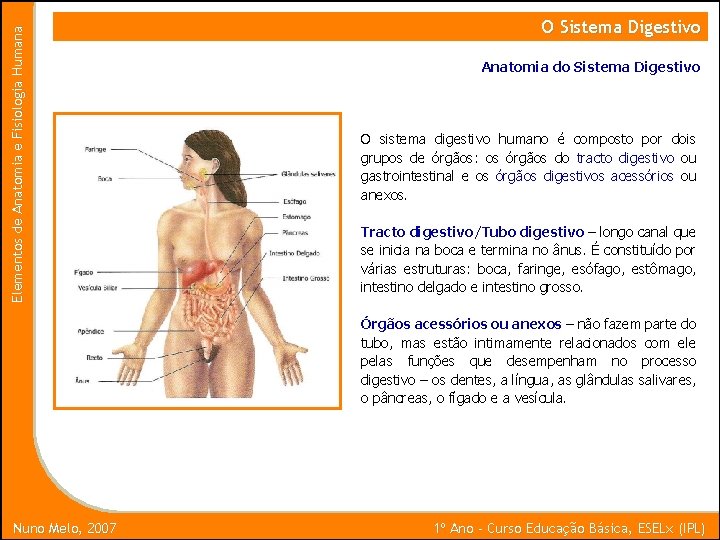 Elementos de Anatomia e Fisiologia Humana O Sistema Digestivo Anatomia do Sistema Digestivo O