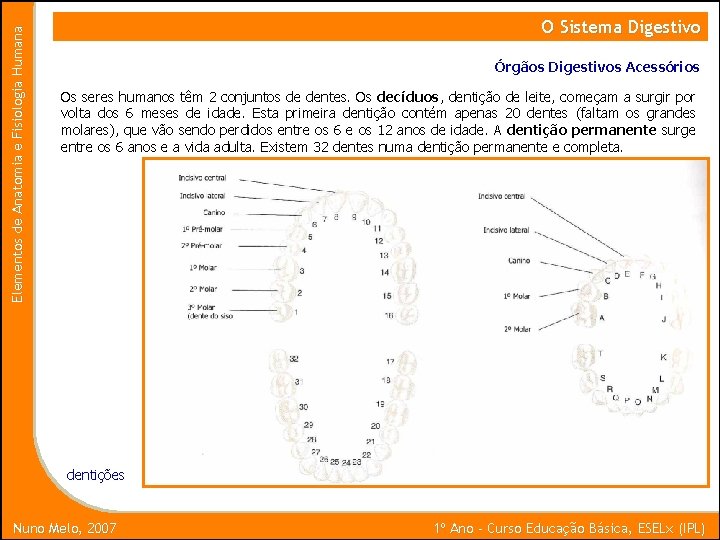 Elementos de Anatomia e Fisiologia Humana O Sistema Digestivo Órgãos Digestivos Acessórios Os seres