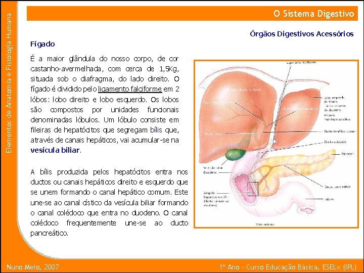 Elementos de Anatomia e Fisiologia Humana O Sistema Digestivo Órgãos Digestivos Acessórios Fígado É