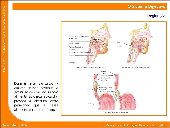 Elementos de Anatomia e Fisiologia Humana O Sistema Digestivo Deglutição Durante este percurso, a