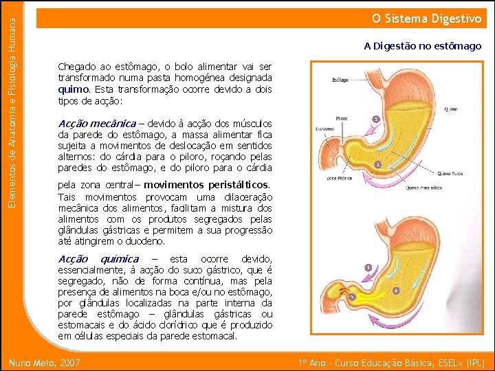 Elementos de Anatomia e Fisiologia Humana O Sistema Digestivo A Digestão no estômago Chegado