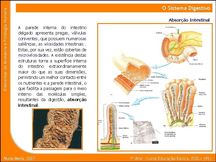 Elementos de Anatomia e Fisiologia Humana O Sistema Digestivo Absorção Intestinal A parede interna
