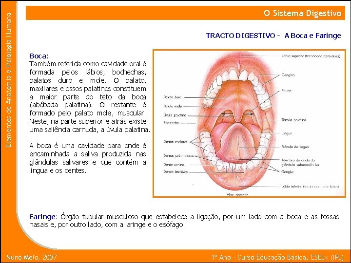 Elementos de Anatomia e Fisiologia Humana O Sistema Digestivo TRACTO DIGESTIVO - A Boca