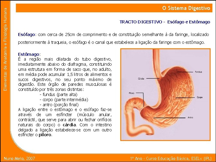 Elementos de Anatomia e Fisiologia Humana O Sistema Digestivo TRACTO DIGESTIVO - Esófago e