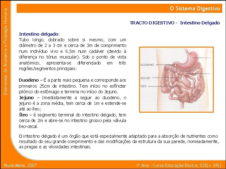 Elementos de Anatomia e Fisiologia Humana O Sistema Digestivo TRACTO DIGESTIVO - Intestino Delgado