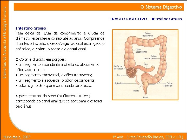 Elementos de Anatomia e Fisiologia Humana O Sistema Digestivo TRACTO DIGESTIVO - Intestino Grosso:
