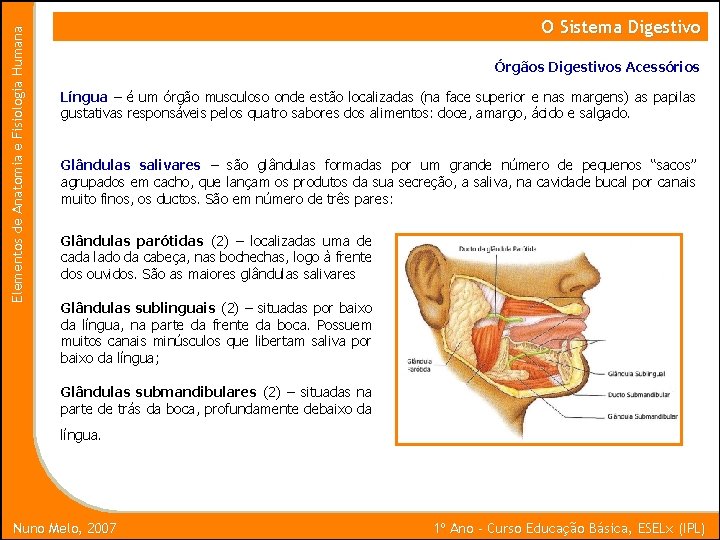 Elementos de Anatomia e Fisiologia Humana O Sistema Digestivo Órgãos Digestivos Acessórios Língua –