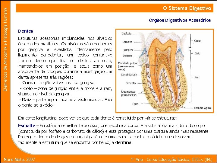 Elementos de Anatomia e Fisiologia Humana O Sistema Digestivo Órgãos Digestivos Acessórios Dentes Estruturas