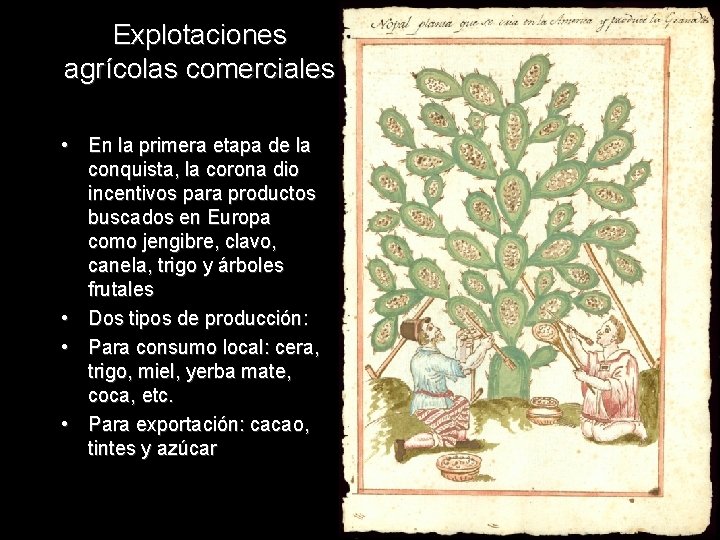 Explotaciones agrícolas comerciales • En la primera etapa de la conquista, la corona dio