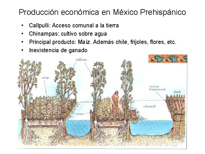 Producción económica en México Prehispánico • • Callpulli: Acceso comunal a la tierra Chinampas: