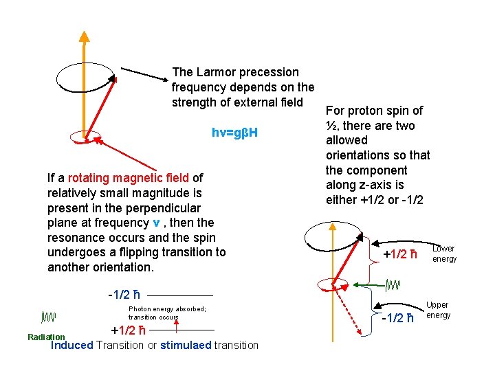 The Larmor precession frequency depends on the strength of external field hν=gβH If a