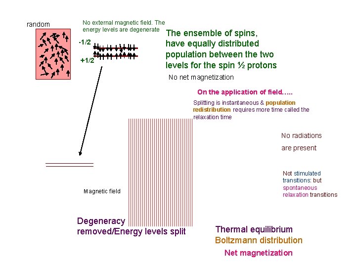 random No external magnetic field. The energy levels are degenerate -1/2 +1/2 The ensemble