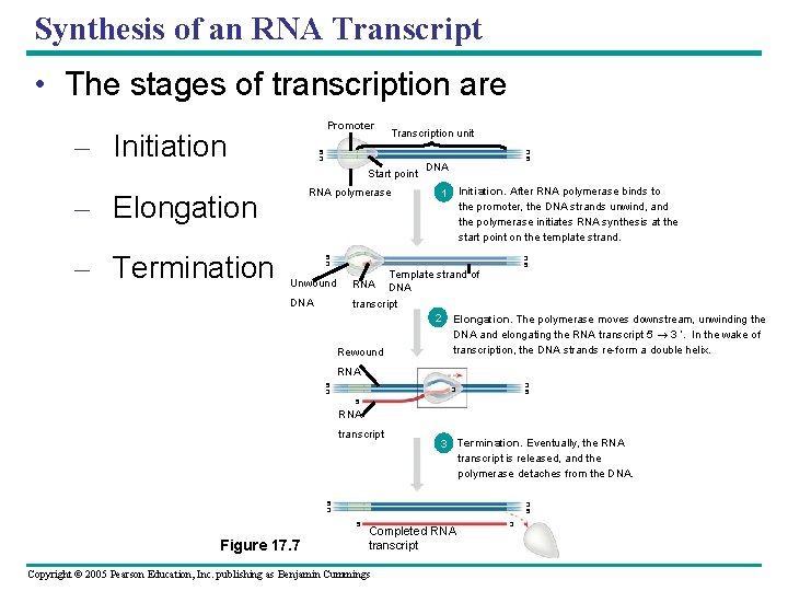 Synthesis of an RNA Transcript • The stages of transcription are Promoter – Initiation