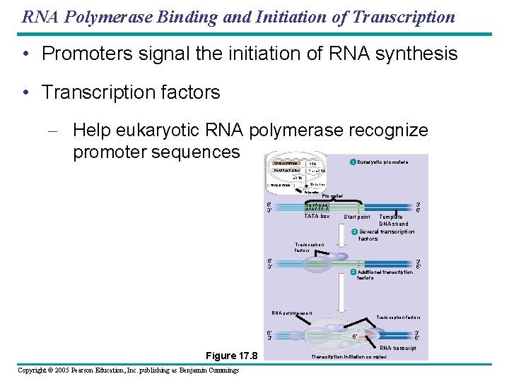 RNA Polymerase Binding and Initiation of Transcription • Promoters signal the initiation of RNA