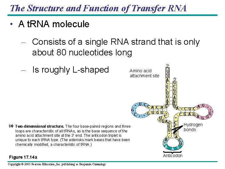 The Structure and Function of Transfer RNA • A t. RNA molecule – Consists