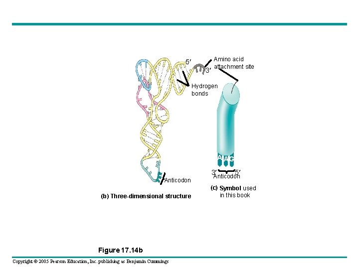 5 3 Amino acid attachment site Hydrogen bonds A AG 3 Anticodon (b) Three-dimensional