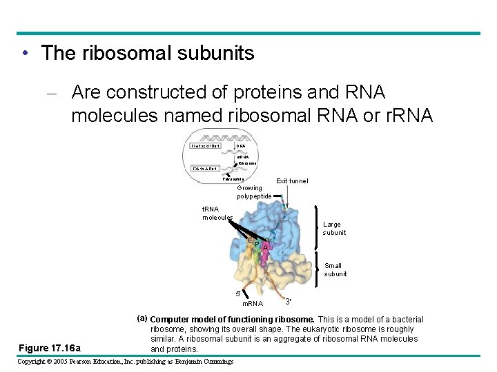  • The ribosomal subunits – Are constructed of proteins and RNA molecules named